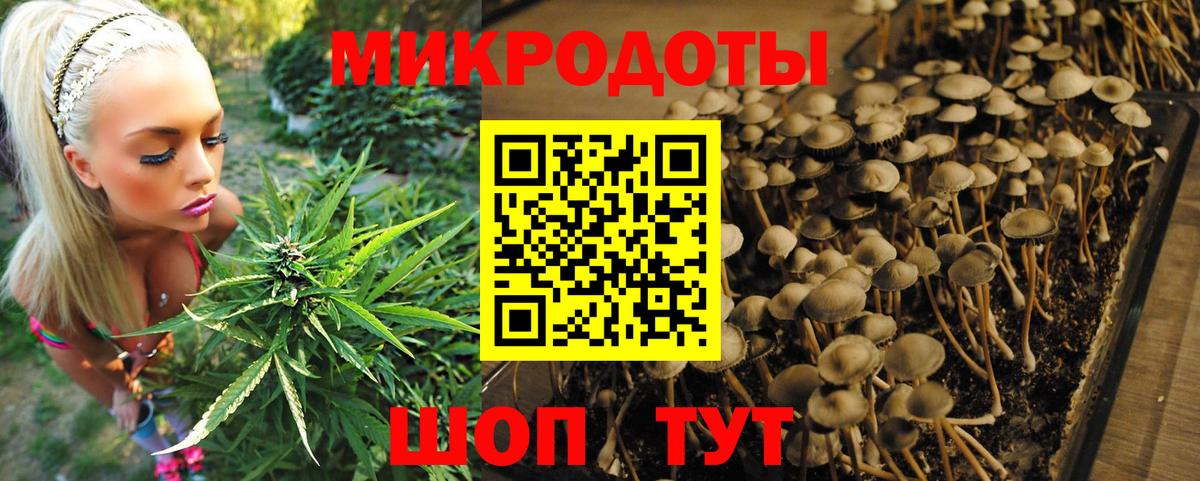 Псилоцибиновые грибы мицелий Курчатов